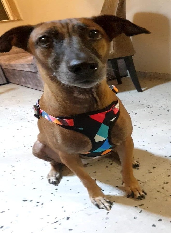 A+a Pets' Step in Harness for Dogs (L, Rainbow) - Image 3